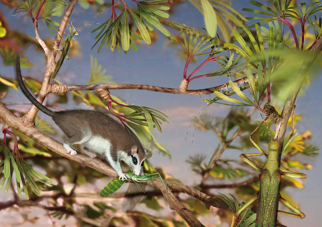 Illustration of Eomaia, a prehistoric mouse-like mammal with brown back and white belly, climbing in a tree and eating a large stick insect